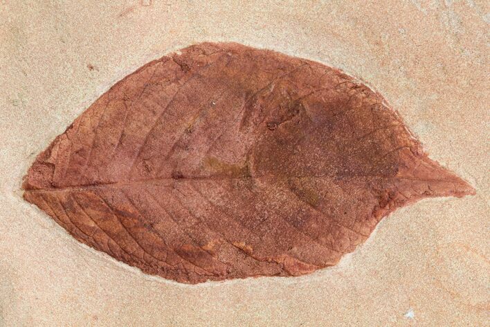 Fossil Leaf (Polyptera) - Montana #75810